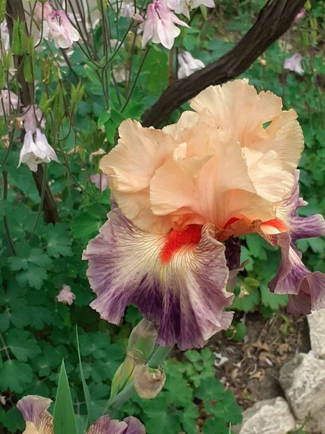  - IRIȘI 2024 - 2 _ 2025