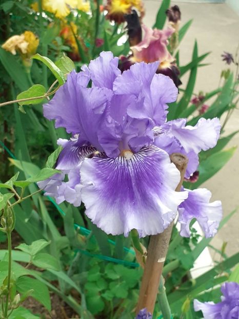  - IRIȘI 2024 - 2 _ 2025