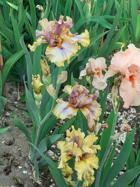  - IRIȘI 2024 - 2 _ 2025