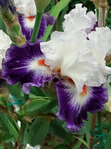  - IRIȘI 2024 - 2 _ 2025