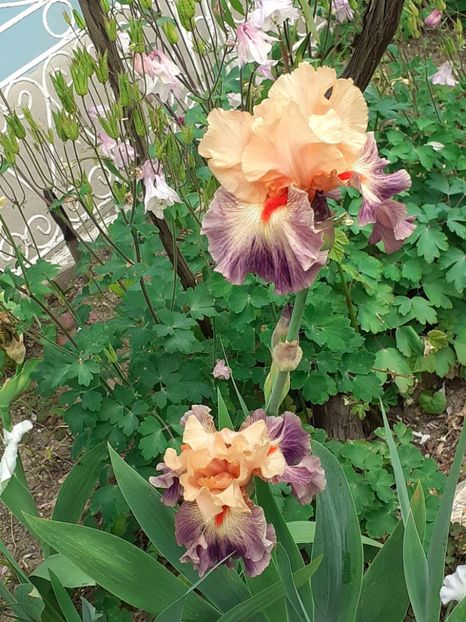  - IRIȘI 2024 - 2 _ 2025