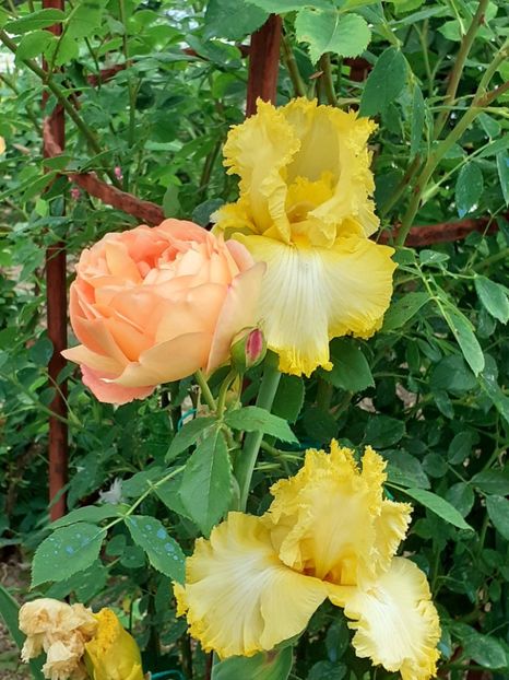  - IRIȘI 2024 - 2 _ 2025