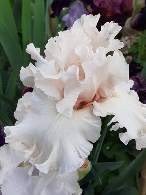  - IRIȘI 2024 - 2 _ 2025