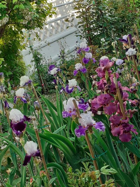  - IRIȘI 2024 - 2 _ 2025