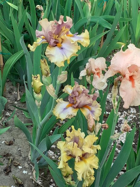  - IRIȘI 2024 - 2 _ 2025