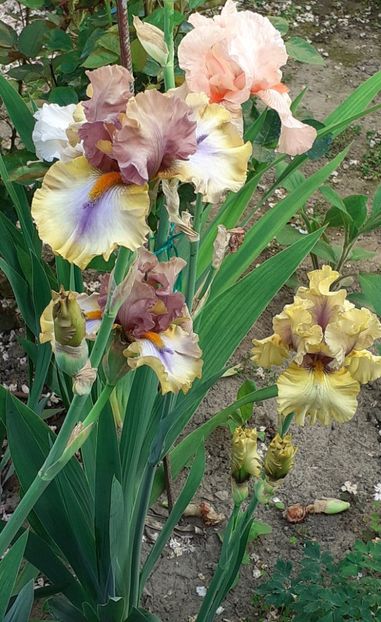  - IRIȘI 2024 - 2 _ 2025