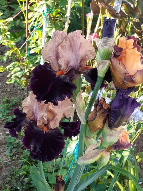  - IRIȘI 2024 - 2 _ 2025