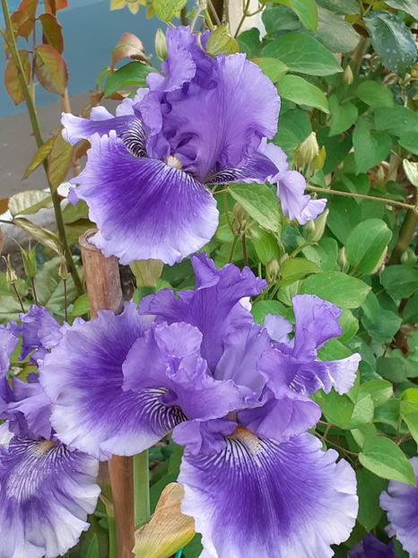  - IRIȘI 2024 - 2 _ 2025