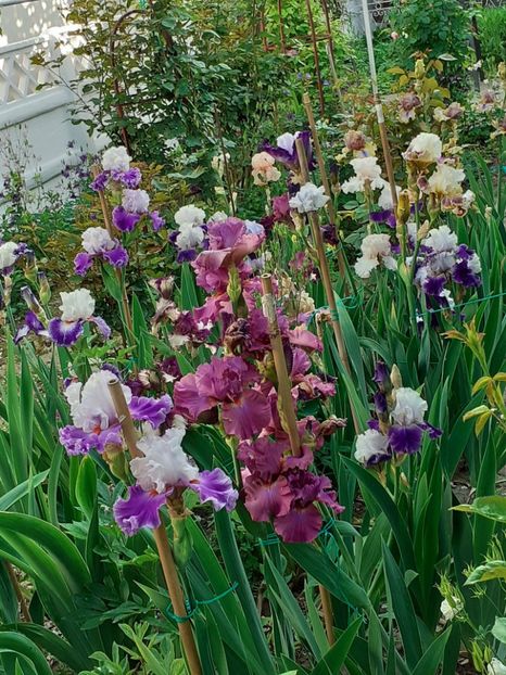  - IRIȘI 2024 - 2 _ 2025