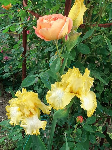  - IRIȘI 2024 - 2 _ 2025