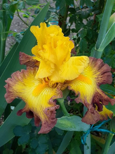  - IRIȘI 2024 - 2 _ 2025