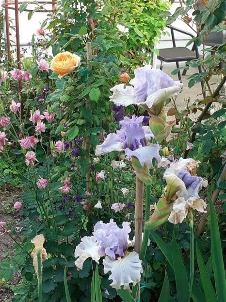  - IRIȘI 2024 - 2 _ 2025