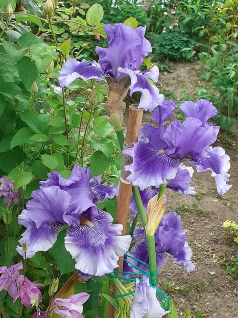  - IRIȘI 2024 - 2 _ 2025