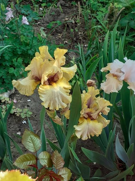  - IRIȘI 2024 - 2 _ 2025