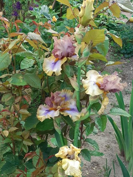  - IRIȘI 2024 - 2 _ 2025