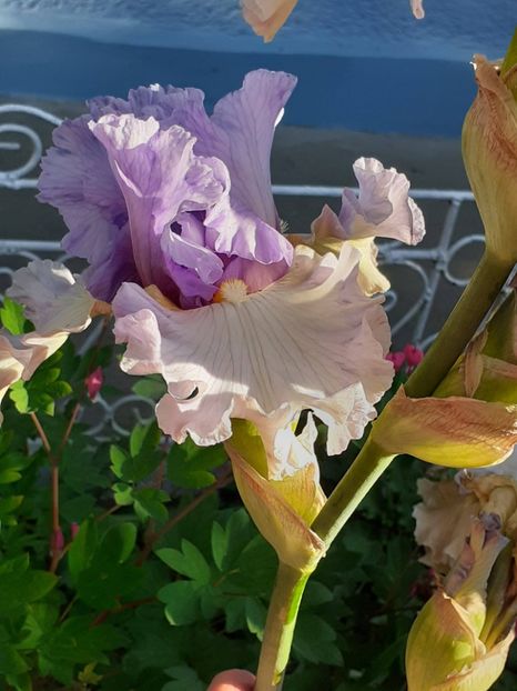  - IRIȘI 2024 - 2 _ 2025