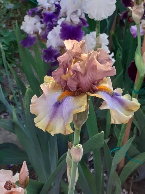  - IRIȘI 2024 - 2 _ 2025