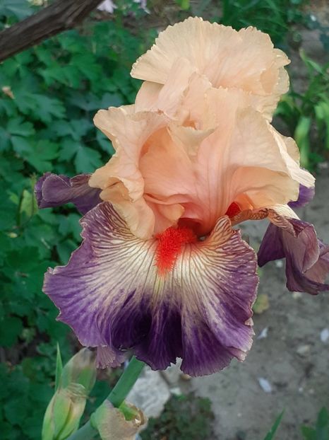  - IRIȘI 2024 - 2 _ 2025