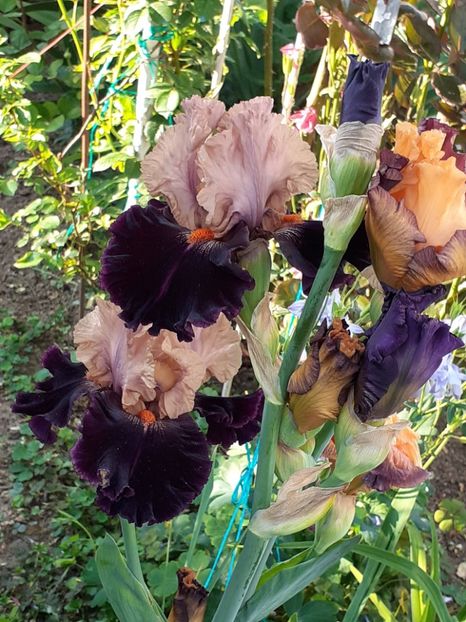  - IRIȘI 2024 - 2 _ 2025