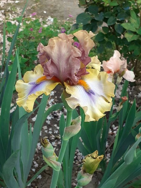  - IRIȘI 2024 - 2 _ 2025