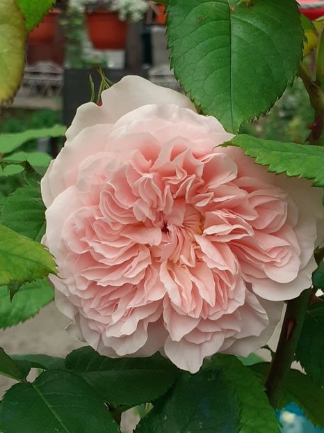  - Rose de Tolbiac