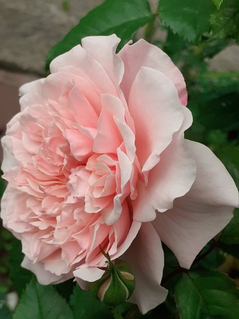  - Rose de Tolbiac
