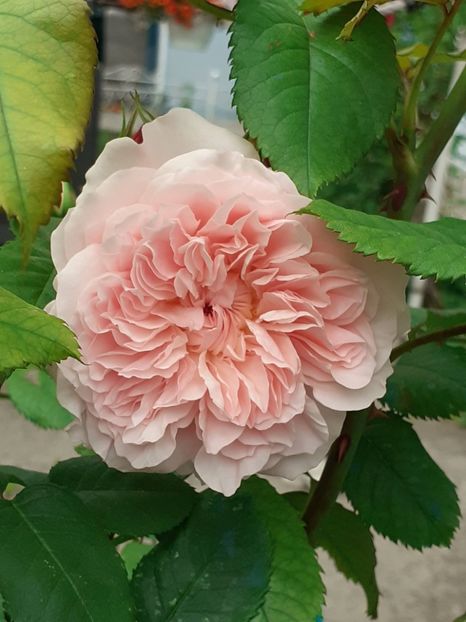  - Rose de Tolbiac