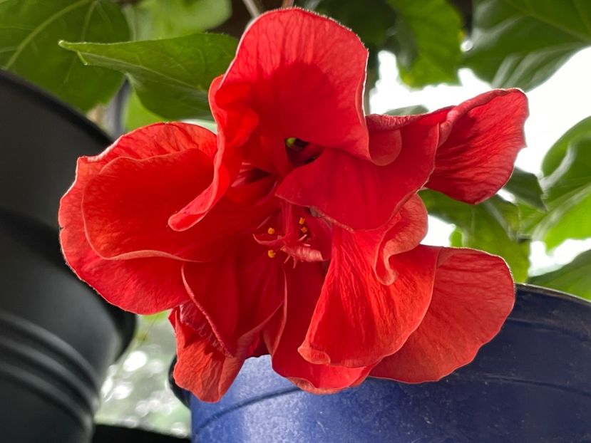  - 0006 - Hibiscusi 2025 - 1