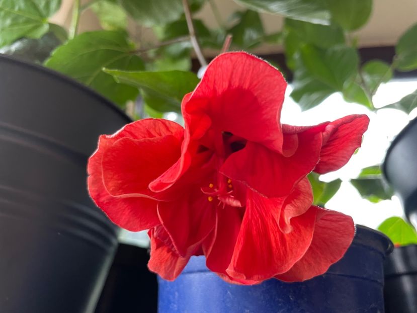  - 0006 - Hibiscusi 2025 - 1