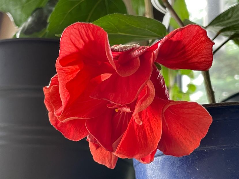  - 0006 - Hibiscusi 2025 - 1