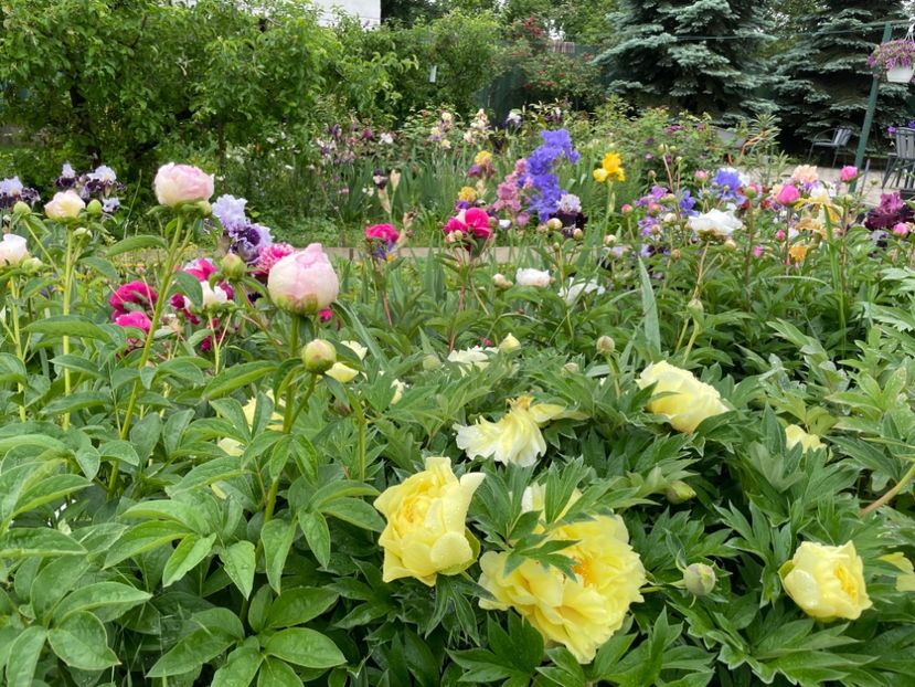  - 0005 - Gradina - 2025
