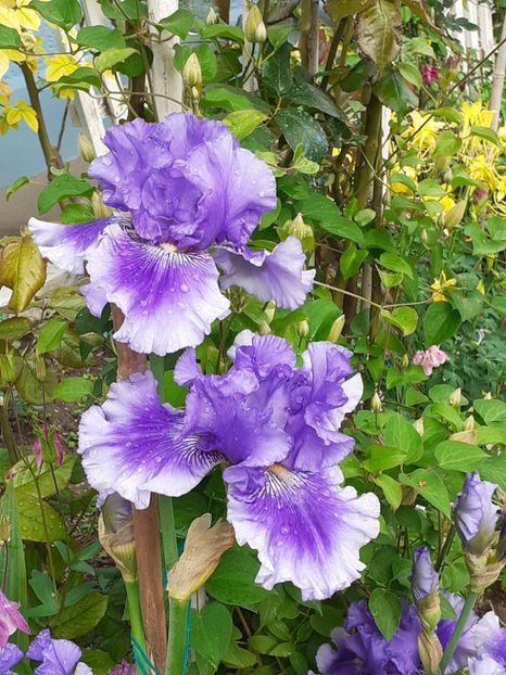  - IRIȘI 2024 - 2 _ 2025