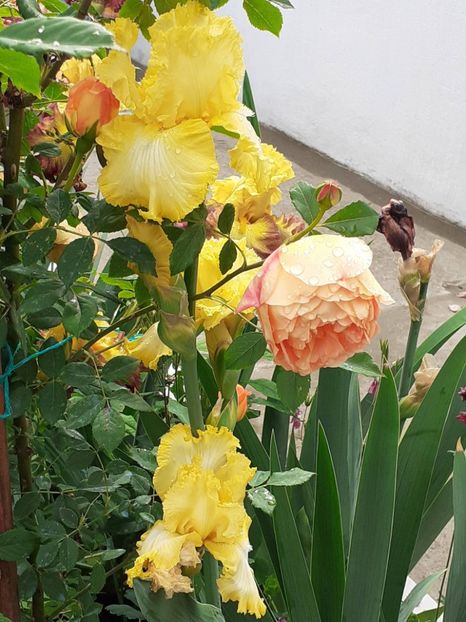  - IRIȘI 2024 - 2 _ 2025