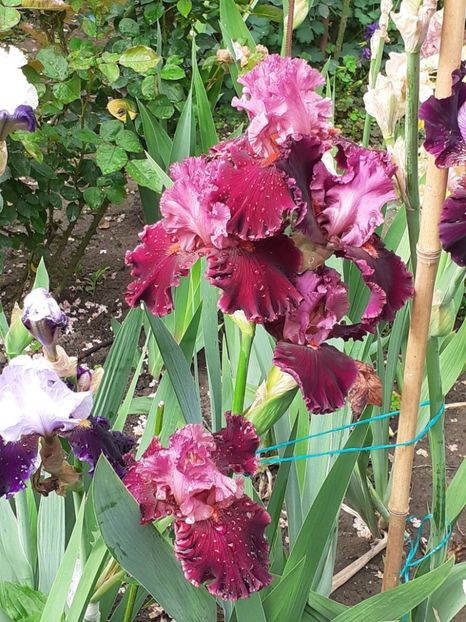  - IRIȘI 2024 - 2 _ 2025