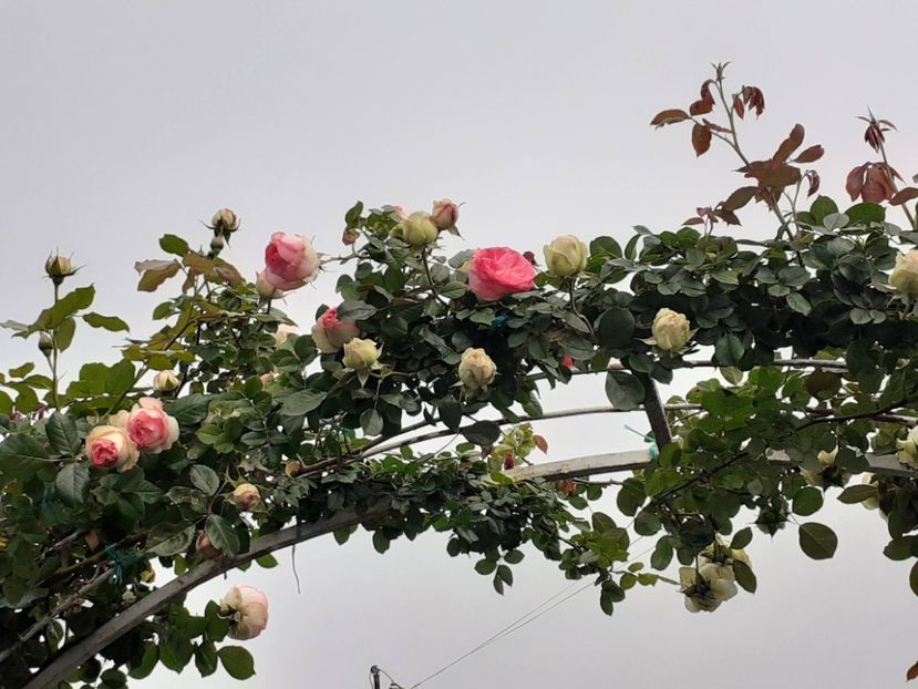  - Eden Rose 2024_ 2025