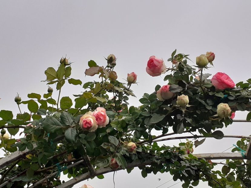  - Eden Rose 2024_ 2025
