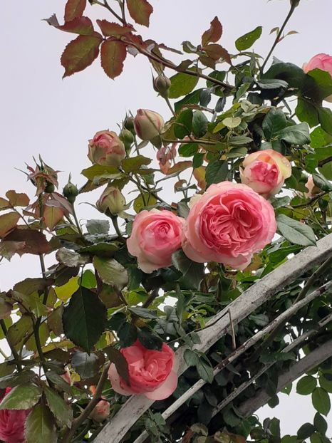  - Eden Rose 2024_ 2025