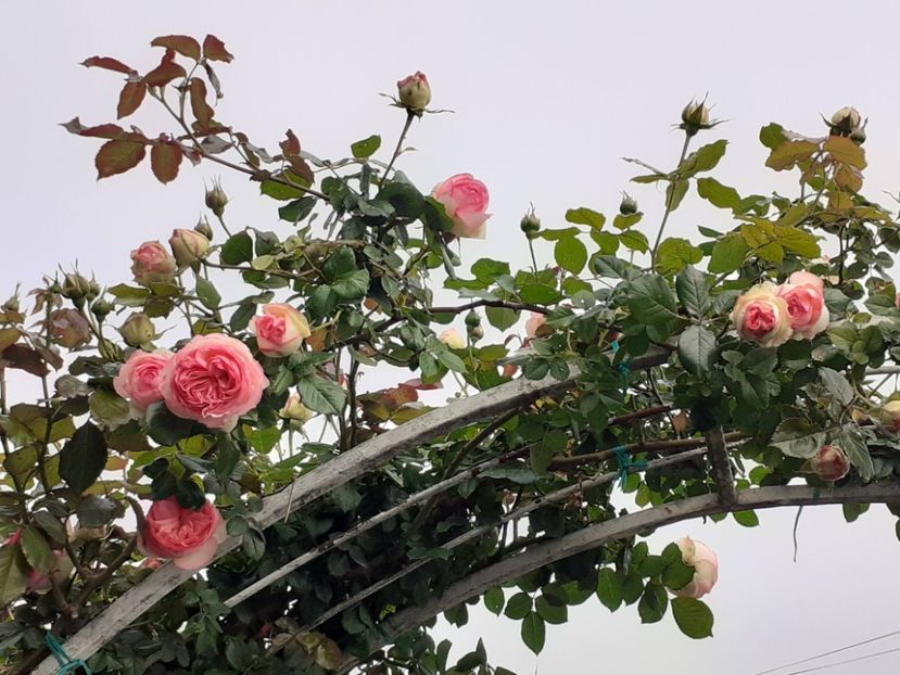  - Eden Rose 2024_ 2025