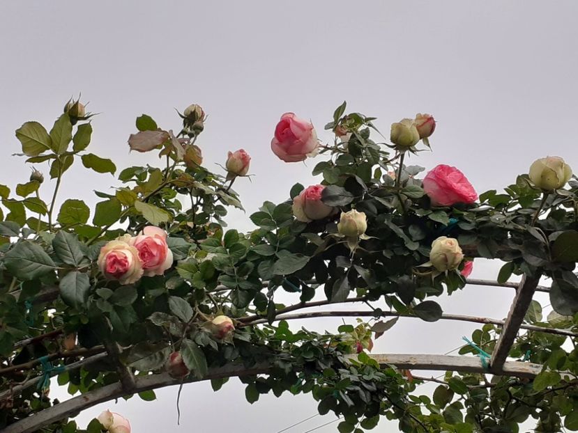  - Eden Rose 2024_ 2025