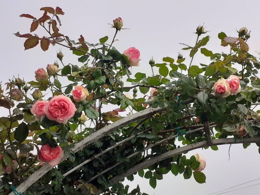  - Eden Rose 2024_ 2025