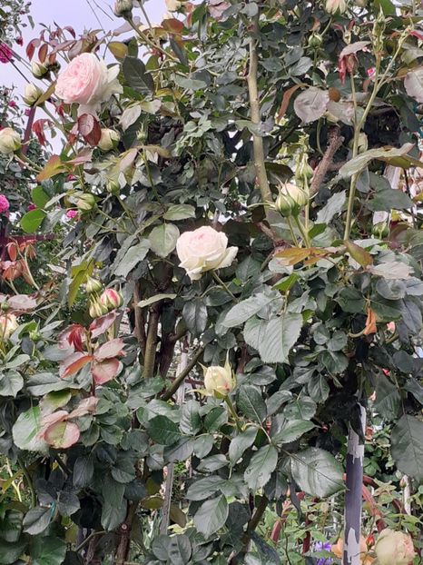  - Palais Royale 2022 - 2023-2024