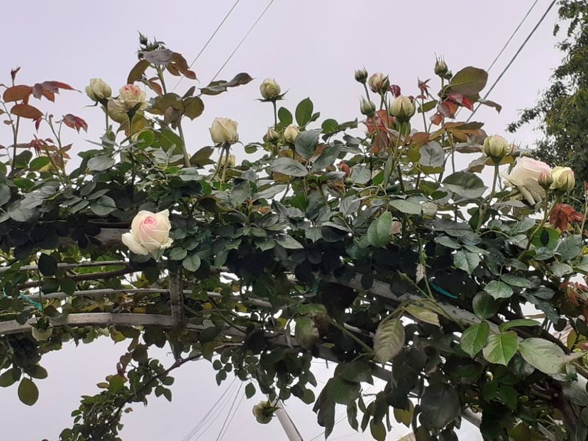  - Palais Royale 2022 - 2023-2024