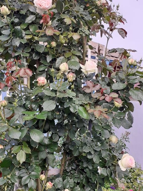  - Palais Royale 2022 - 2023-2024