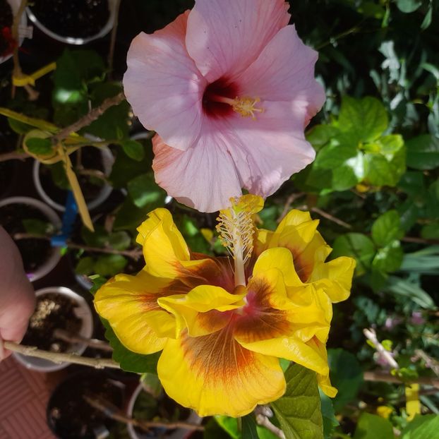  - Chis Garden Forest Rhapsody