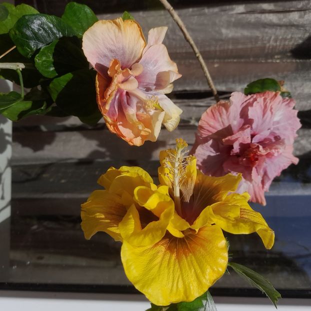  - Chis Garden Forest Rhapsody