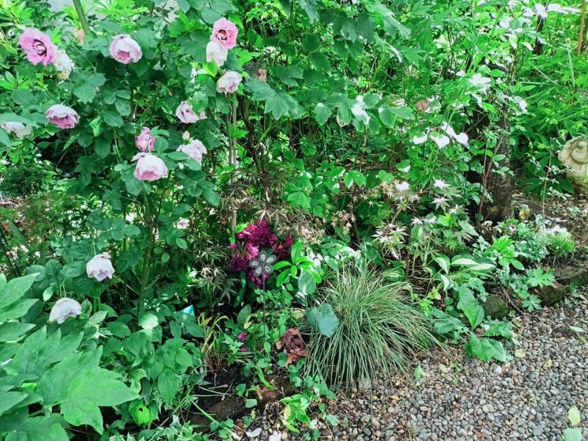 23.05.2025 - Grădina 2025 continuare 2