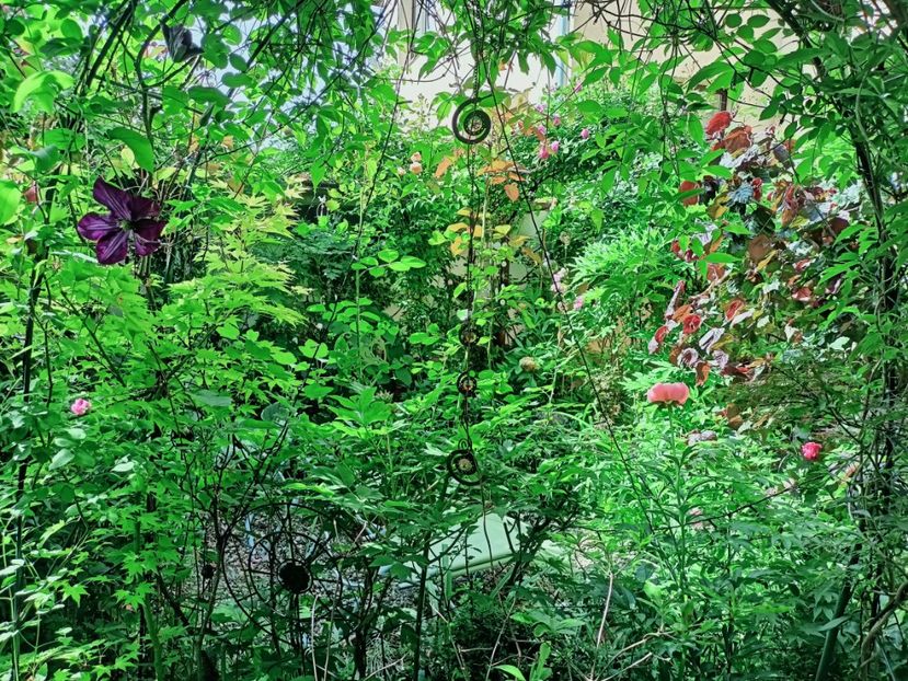  - Grădina 2025 continuare 2