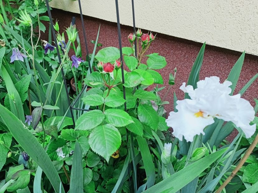  - Grădina 2025 continuare 2