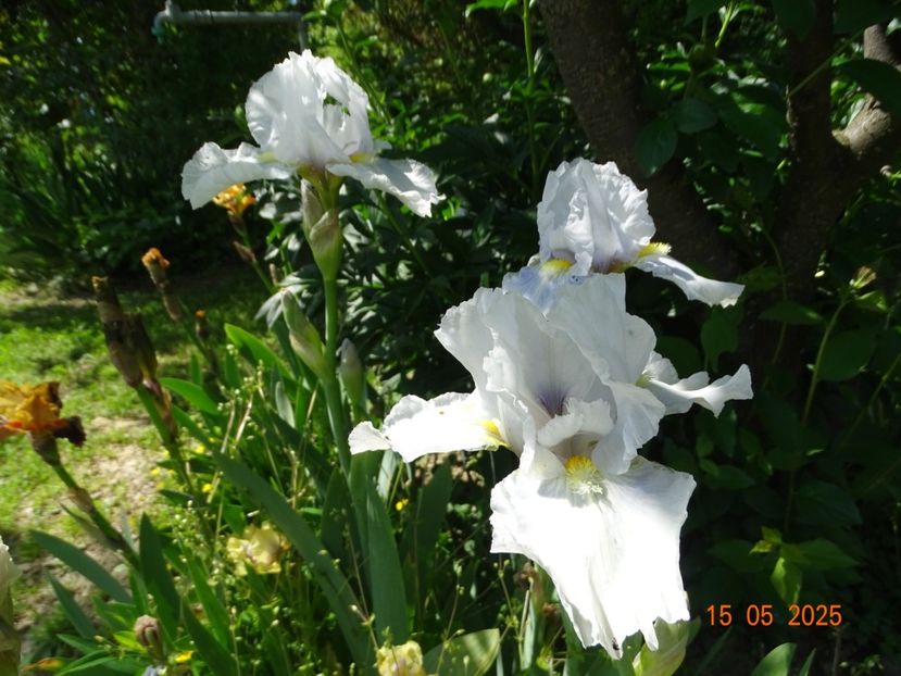  - Irisi 2025 -Dobarland