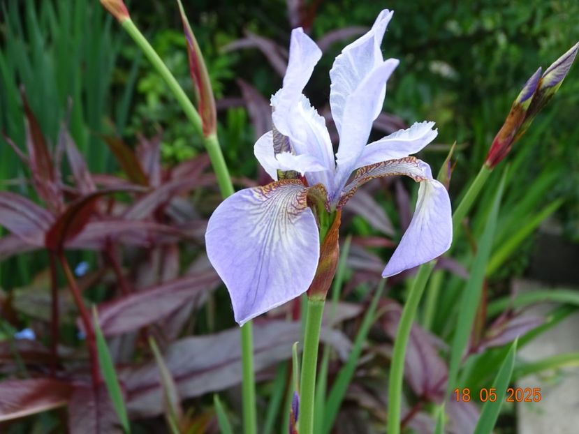 Mrs. Rowe (sibirica) - Irisi 2025 -Dobarland